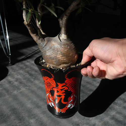 pnd陶瓷块根植物花盆虎年限定