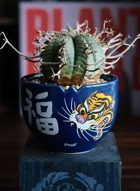 pnd原创福虎陶瓷块根植物花盆蓝色日式简约多肉盆景大口透气万向