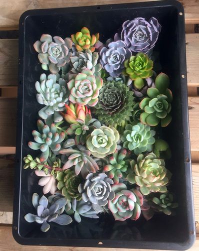 火祭多肉多少钱 火祭多肉价格 小麦优选