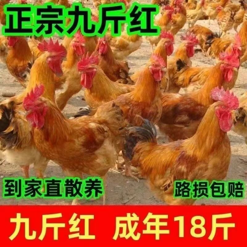 正宗九斤红鸡土鸡肉鸡大型红公鸡