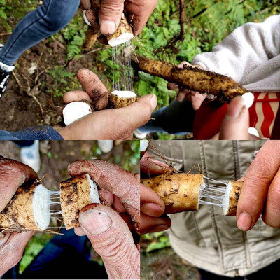 10月发货 只卖当季入药级无农药膨大素 原生态半野生有机山药