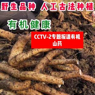 10月发货有机山药 孕妇婴儿可放心食用宝兴农家特产半野生非铁棍