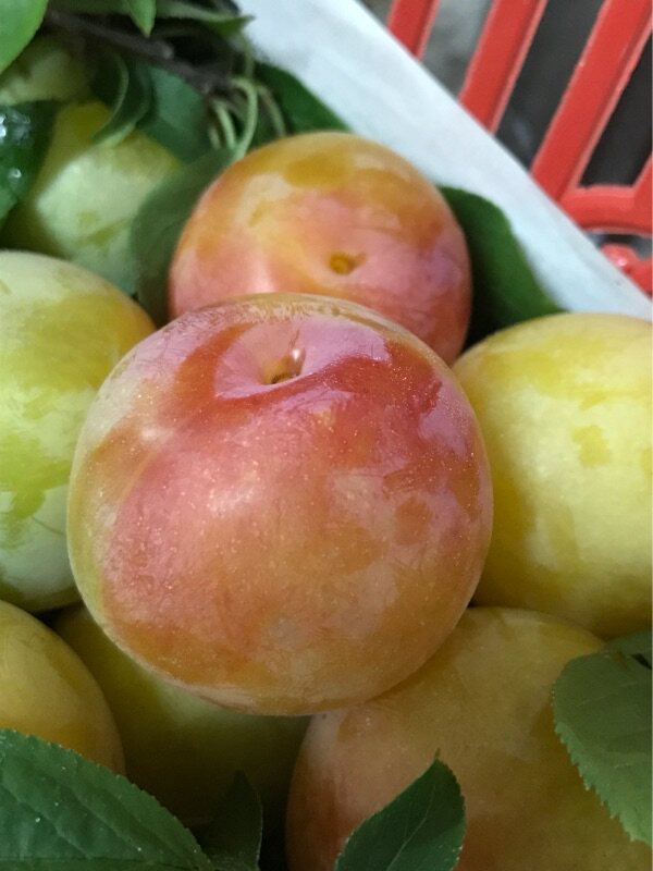 苏州东山新鲜水果  一口爆汁李子农家 牛奶子特甜大果5月发货