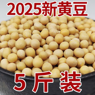 大豆黄豆农家自种东北黄豆粒宝宝脚踩踩豆子5斤五谷杂粮小黄豆新