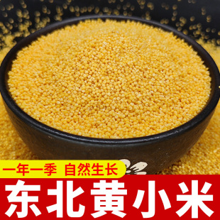 小米黄小米小黄米新米东北农家新黄小米粥食用新鲜杂粮小米子5斤