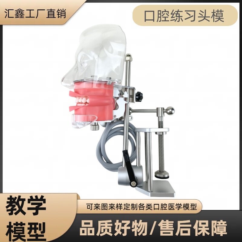 牙科仿真口腔头模树脂牙可拆仿头模备牙头模教学模型 头模口腔