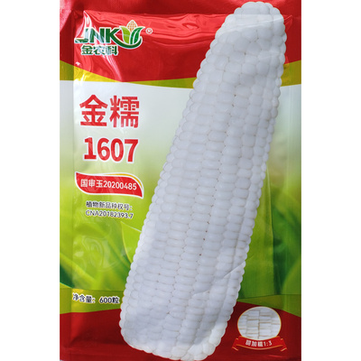 金糯1607金糯1915甜糯白玉米种子