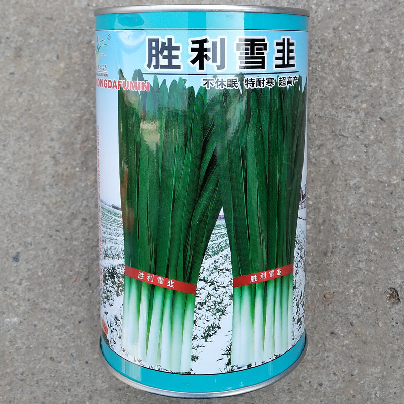 农大富民胜利雪韭种子不休眠耐寒