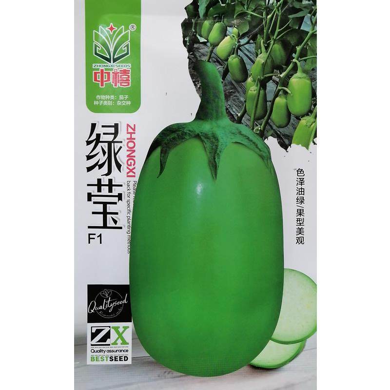 中早熟油亮杂交绿茄种子大果