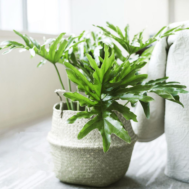 可水培春羽蔓绿绒春雨耐阴绿植盆栽室内桌面绿植吸甲醛净化空气