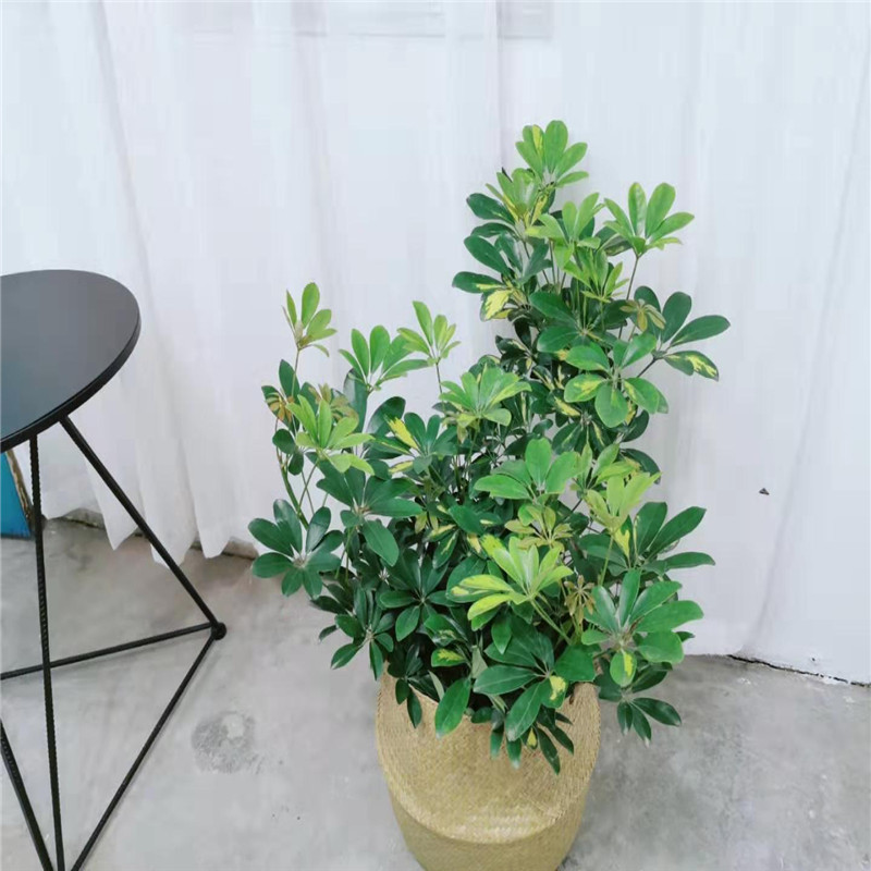 八方来财花叶鹅掌柴青叶塔型鸭脚木鸭爪木小叶伞树矮伞树七叶莲