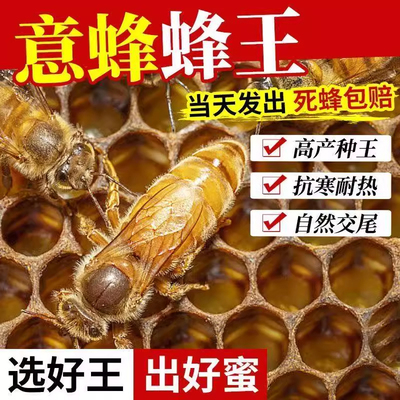 【意蜂产卵王】意蜂蜂王种王生产王蜜王中蜜一号卡意美意开产新王