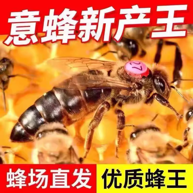 意蜂蜂群 意蜂种群 蜜蜂笼蜂 意大利亚蜜大棚授粉活体