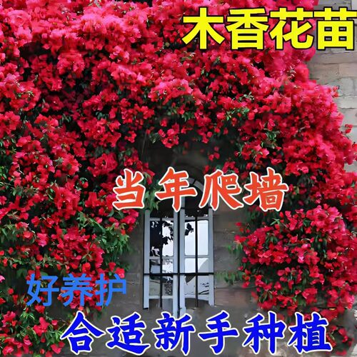 正宗红木香多季开花带花苞爬藤植物浓香型特大苗白木香黄木香