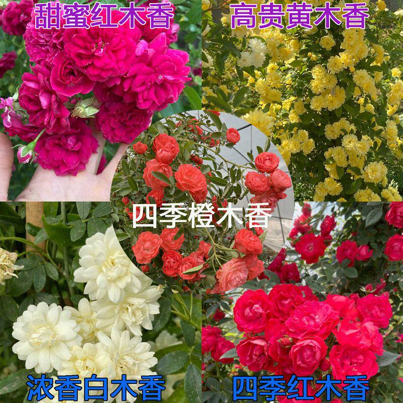 红木香黄木香花苗爬藤植物甜蜜黄月季/蔷薇/玫瑰