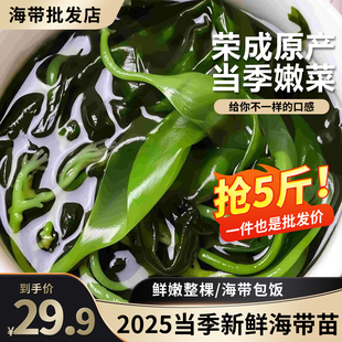 新鲜海带苗嫩苗头水海带芽火锅食材烫8秒盐渍小海带商用凉拌海藻
