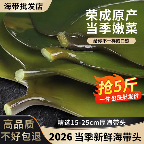新鲜盐渍海带头昆布头厚海带