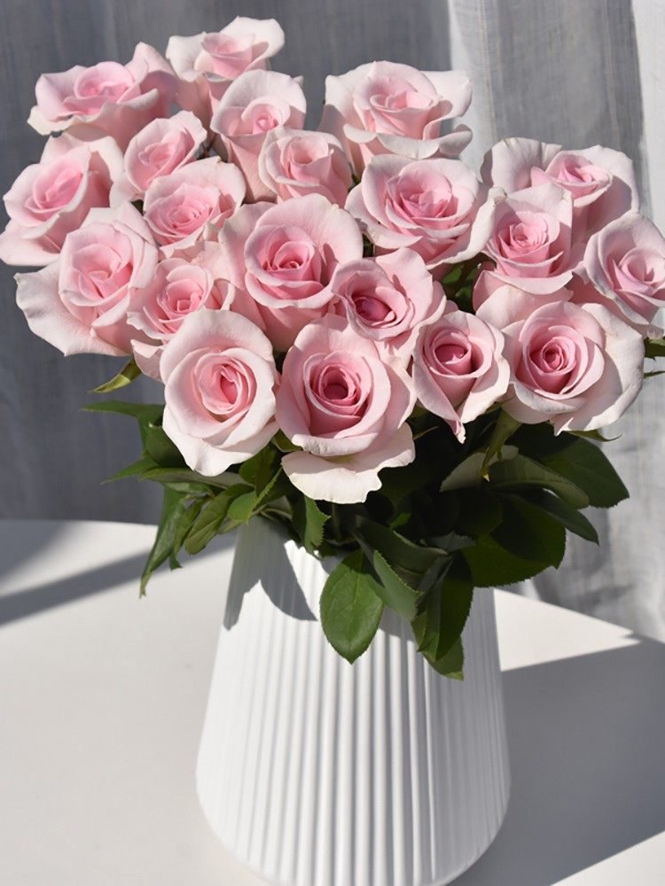 桃红雪山切花玫瑰月季扦插花苗大花粉色阳台庭院盆栽四季开花