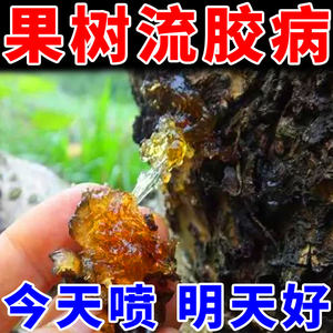 桃树流胶病专用药！！！