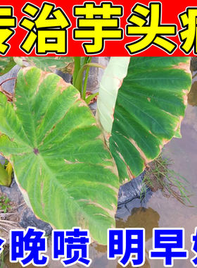 芋头病专用药！治疗芋头各种病症