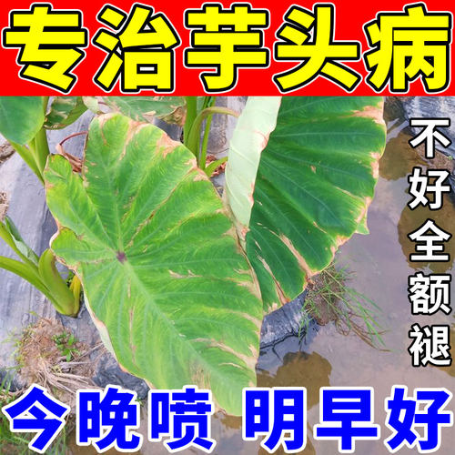 芋头病专用药！治疗芋头各种病症