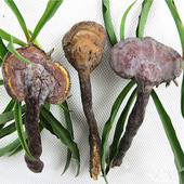 土家农纯野生灵芝林芝特级整枝泡酒武夷山燕子窠正品 赤芝特产干货