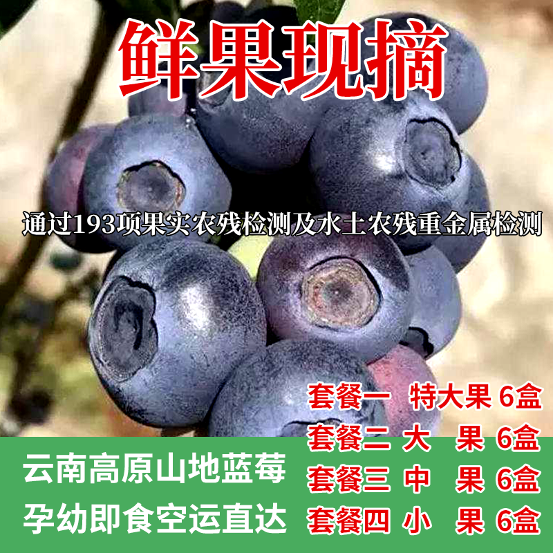 蓝莓老爸蓝莓鲜果当季云南大果新鲜现摘时令水果辅食顺丰包邮
