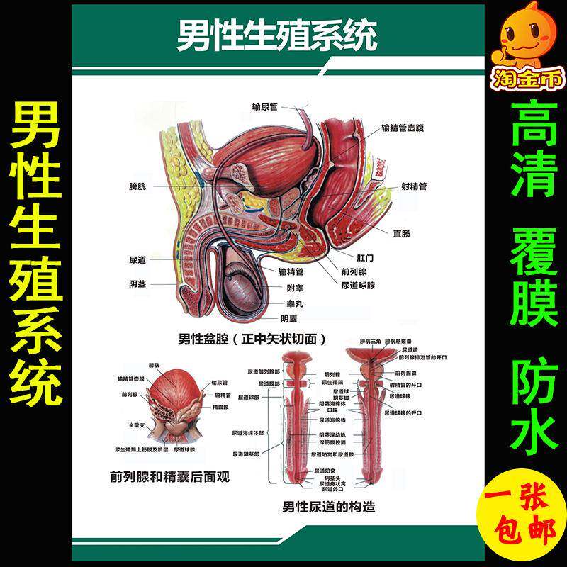 医院男性泌尿系统解剖图男性生殖系统男性盆腔正中矢状切面挂图画