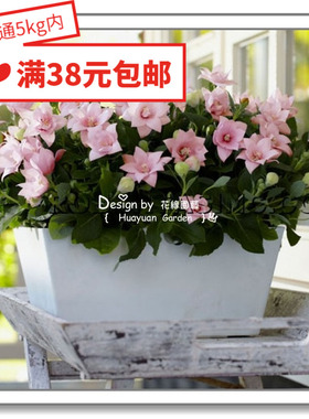 花缘咸菜 进口观赏花种子*日本SAKATA*桔梗*五星系列5粒