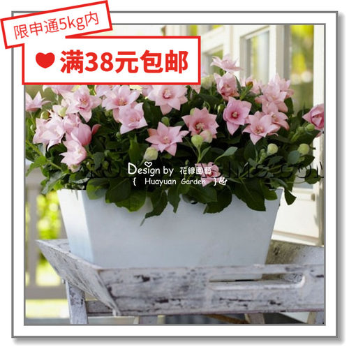 花缘咸菜进口种子桔梗五星5粒