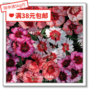 石竹 荷兰SG 冰糕系列10粒 进口观赏花种子 花缘咸菜