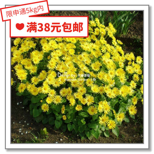 花缘咸进口德国花缘咸菜