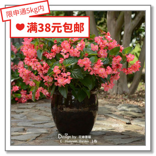 花缘咸菜 进口观赏花种子*泛美*大花秋海棠*巨星系列5粒