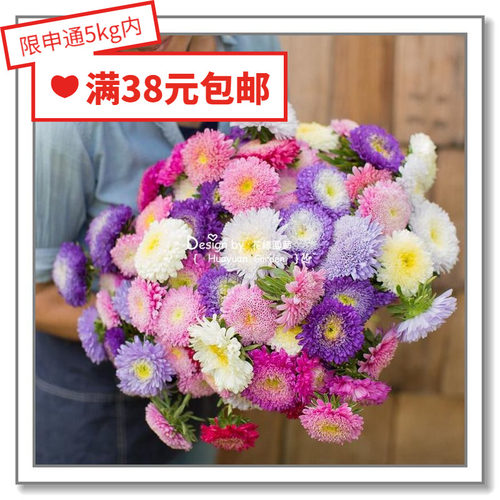 花缘咸菜进口种子德国翠菊混色