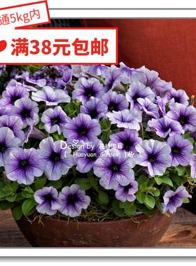 花缘咸菜 进口观赏花种子*日本SAKATA*丰花型矮牵牛*雨林系列10粒