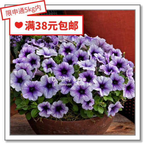 矮牵牛进口日本矮牵牛花缘咸菜