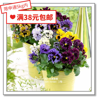 种子进口泛美角堇迷你闪现5粒