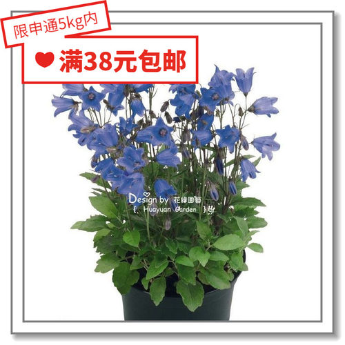 进口德国风铃草花缘咸菜