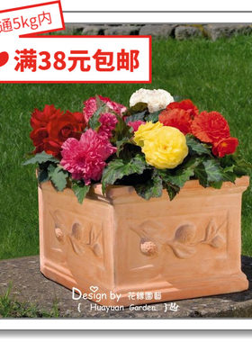 德国球根海棠永恒摩卡花缘咸菜