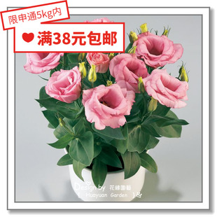 花缘咸菜 进口花种子*日本TAKII*重瓣矮生洋桔梗*罗茜10粒丸化