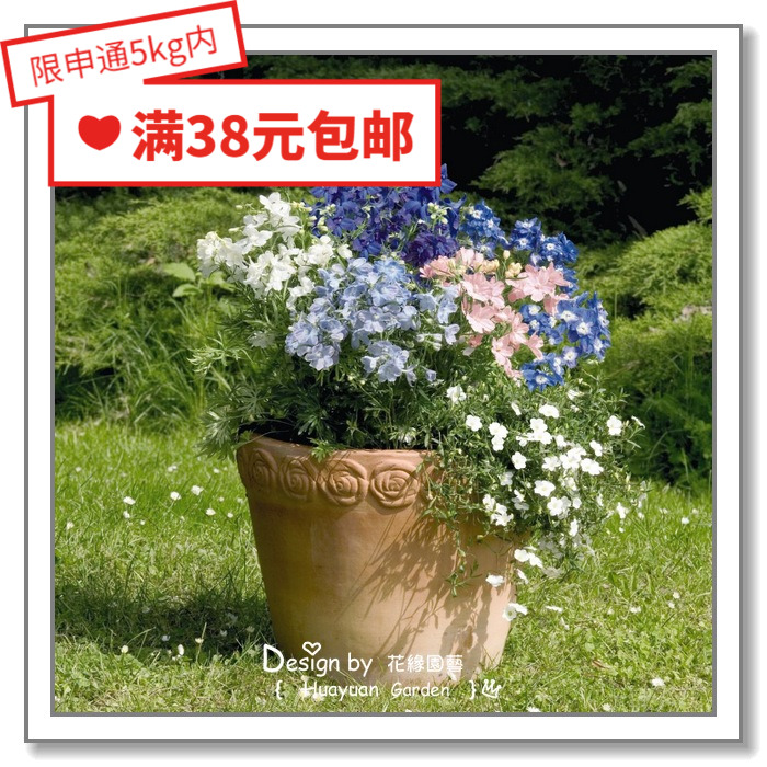德国矮生飞燕草夏日5粒花缘咸菜