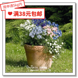 花缘咸菜 进口观赏花种子*德国Benary*矮生盆栽大花飞燕草*夏日5