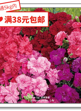 花缘咸菜 进口观赏花种子*日本SAKATA*康乃馨*红红火焰*鸡尾酒会5