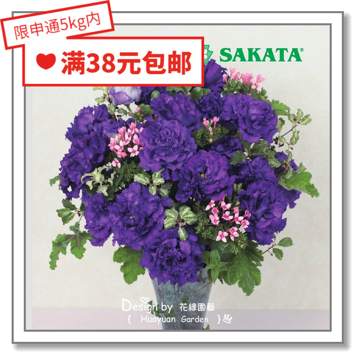 花缘咸菜进口花种子波浪系列丸化