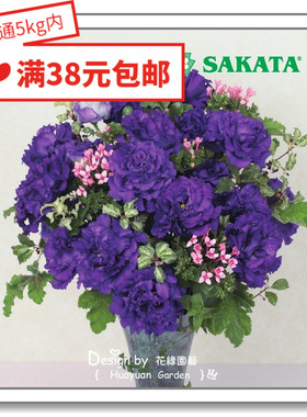 花缘咸菜 进口观赏花种子*日本SAKATA*洋桔梗*波浪系列10粒丸化