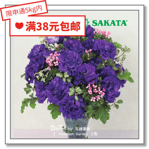 花缘咸菜进口花种子波浪系列丸化