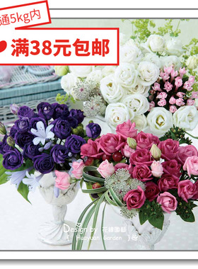 花缘咸菜 进口观赏花种子*日本SAKATA*洋桔梗*小精灵系列10粒丸化