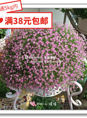 花缘咸菜 进口观赏花种子*日本SAKATA*满天星*吉普赛/花园新娘5-1