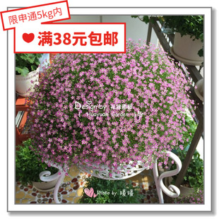 花缘咸菜 进口观赏花种子*日本SAKATA*满天星*吉普赛/花园新娘5-1