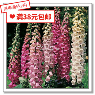 花缘咸菜 进口观赏花种子*泛美*毛地黄*粉豹/斑点狗/宫殿*混色5粒